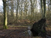 NL, Noord-Brabant, Eindhoven, De Bogten 4, Saxifraga-Jan van der Straaten