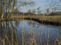 NL, Noord-Brabant, Eindhoven, De Bogten, Dommel 8, Saxifraga-Jan van der Straaten