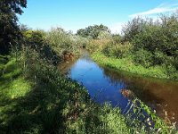 NL, Noord-Brabant, Eindhoven, Dommel near De Hogt 2, Saxifraga-Tom Heijnen