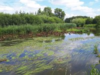 NL, Noord-Brabant, Eindhoven, Dommel near Plas Hanevoet 1, Saxifraga-Tom Heijnen