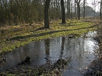 NL, Noord-Brabant, Eindhoven, Lage Heide 16, Saxifraga-Jan van der Straaten