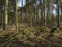 NL, Noord-Brabant, Eindhoven, Lage Heide 6, Saxifraga-Jan van der Straaten