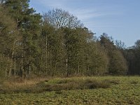 NL, Noord-Brabant, Eindhoven, Lage Heide 8, Saxifraga-Jan van der Straaten