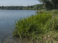 NL, Noord-Brabant, Geertruidenberg, NION Plas 8, Saxifraga-Marijke Verhagen