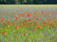 NL, Noord-Brabant, Geldrop-Mierlo, Gijzenrooi 4, Saxifraga-Tom Heijnen