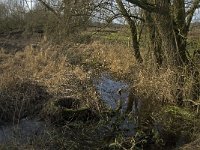 NL, Noord-Brabant, Geldrop-Mierlo, Gijzenrooische Zegge 11, Saxifraga-Jan van der Straaten