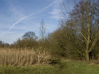 NL, Noord-Brabant, Geldrop-Mierlo, Gijzenrooische Zegge 16, Saxifraga-Jan van der Straaten