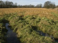 NL, Noord-Brabant, Geldrop-Mierlo, Gijzenrooische Zegge 18, Saxifraga-Jan van der Straaten