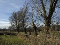 NL, Noord-Brabant, Geldrop-Mierlo, Gijzenrooische Zegge 19, Saxifraga-Jan van der Straaten