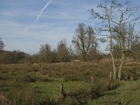 NL, Noord-Brabant, Geldrop-Mierlo, Gijzenrooische Zegge 4, Saxifraga-Jan van der Straaten