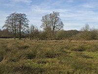 NL, Noord-Brabant, Geldrop-Mierlo, Gijzenrooische Zegge 5, Saxifraga-Jan van der Straaten