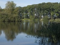 NL, Noord-Brabant, Goirle, Bankven 1, Saxifraga-Jan van der Straaten