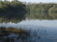 NL, Noord-Brabant, Goirle, Bankven 2, Saxifraga-Jan van der Straaten