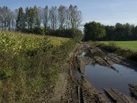 NL, Noord-Brabant, Goirle, Breehees 1, Saxifraga-Jan van der Straaten