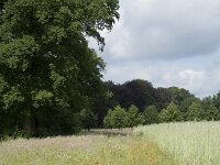 NL, Noord-Brabant, Goirle, De Hoevens 5, Saxifraga-Willem van Kruijsbergen