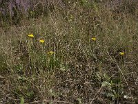 NL, Noord-Brabant, Goirle, Gemeentebossen 13, Saxifraga-Willem van Kruijsbergen