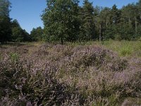 NL, Noord-Brabant, Goirle, Gemeentebossen 2, Saxifraga-Willem van Kruijsbergen