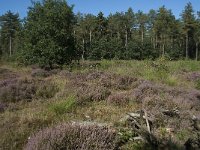 NL, Noord-Brabant, Goirle, Gemeentebossen 3, Saxifraga-Willem van Kruijsbergen