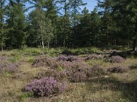 NL, Noord-Brabant, Goirle, Gemeentebossen 5, Saxifraga-Willem van Kruijsbergen