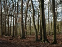 NL, Noord-Brabant, Goirle, Gorp en Rovert 13, Saxifraga-Jan van der Straaten