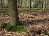 NL, Noord-Brabant, Goirle, Gorp en Rovert 9, Saxifraga-Jan van der Straaten