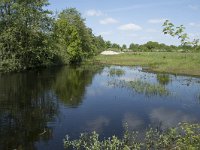 NL, Noord-Brabant, Goirle, Landgoed De Hoevens 100, Saxifraga-Willem van Kruijsbergen