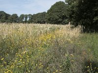 NL, Noord-Brabant, Goirle, Landgoed De Hoevens 106, Saxifraga-Willem van Kruijsbergen