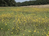 NL, Noord-Brabant, Goirle, Landgoed De Hoevens 109, Saxifraga-Willem van Kruijsbergen