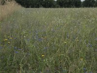 NL, Noord-Brabant, Goirle, Landgoed De Hoevens 115, Saxifraga-Willem van Kruijsbergen