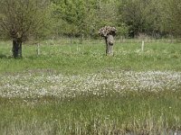 NL, Noord-Brabant, Goirle, Landgoed De Hoevens 12, Saxifraga-Willem van Kruijsbergen