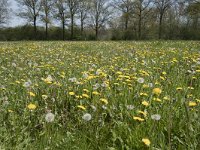 NL, Noord-Brabant, Goirle, Landgoed De Hoevens 3, Saxifraga-Willem van Kruijsbergen