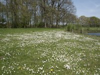 NL, Noord-Brabant, Goirle, Landgoed De Hoevens 4, Saxifraga-Willem van Kruijsbergen