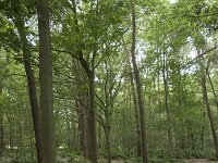 NL, Noord-Brabant, Goirle, Landgoed De Hoevens 45, Saxifraga-Willem van Kruijsbergen