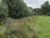 NL, Noord-Brabant, Goirle, Landgoed De Hoevens 47, Saxifraga-Willem van Kruijsbergen