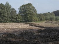 NL, Noord-Brabant, Goirle, Landgoed De Hoevens 52, Saxifraga-Willem van Kruijsbergen