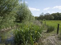 NL, Noord-Brabant, Goirle, Landgoed De Hoevens 96, Saxifraga-Willem van Kruijsbergen