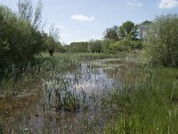 NL, Noord-Brabant, Goirle, Landgoed De Hoevens 99, Saxifraga-Willem van Kruijsbergen