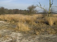 NL, Noord-Brabant, Goirle, Regte Heide 12, Saxifraga-Jan van der Straaten