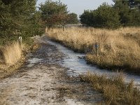 NL, Noord-Brabant, Goirle, Regte Heide 29, Saxifraga-Jan van der Straaten