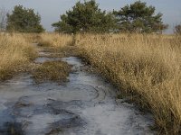 NL, Noord-Brabant, Goirle, Regte Heide 35, Saxifraga-Jan van der Straaten