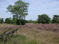 NL, Noord-Brabant, Goirle, Regte Heide 38, Saxifraga-Lucien Rommelaars