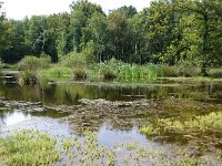 NL, Noord-Brabant, Goirle, Regte Heide 48, Saxifraga-Lucien Rommelaars