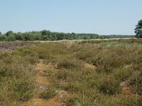 NL, Noord-Brabant, Goirle, Regte Heide 56, Saxifraga-Willem van Kruijsbergen