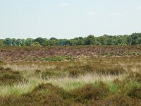 NL, Noord-Brabant, Goirle, Regte Heide 58, Saxifraga-Willem van Kruijsbergen