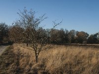 NL, Noord-Brabant, Goirle, Regte Heide 65, Saxifraga-Marijke Verhagen