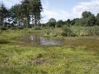 NL, Noord-Brabant, Goirle, Regte Heide 67, Saxifraga-Willem van Kruijsbergen