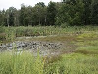 NL, Noord-Brabant, Goirle, Regte Heide 72, Saxifraga-Willem van Kruijsbergen