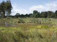 NL, Noord-Brabant, Goirle, Regte Heide 75, Saxifraga-Willem van Kruijsbergen