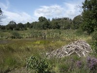 NL, Noord-Brabant, Goirle, Regte Heide 77, Saxifraga-Willem van Kruijsbergen