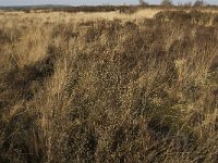 NL, Noord-Brabant, Goirle, Regte Heide 9, Saxifraga-Jan van der Straaten